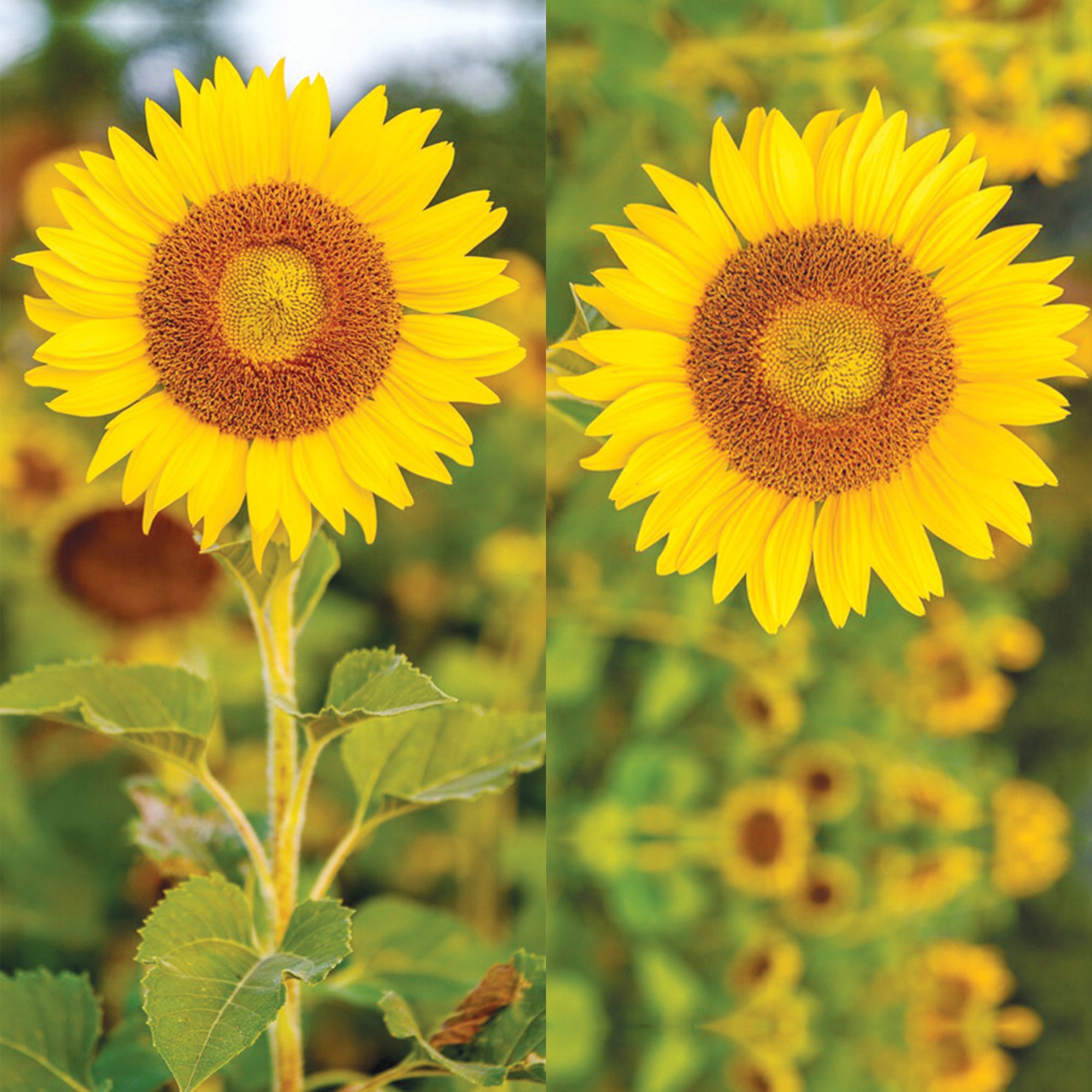 Universal Phone Grip Strap - Sunflower